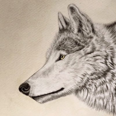 ショウ On Twitter お知らせ オオカミ絵のネットプリントをします 上段 シンリンオオカミのロジック 中段 狼犬のホク 下段 シンリンオオカミのサスケ セブンイレブンのマルチコピー機でできますのでよければどうぞ 今週土曜日まで もしされた方が