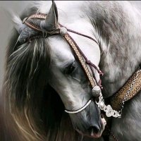 خليك فاكرني (@gaseem__588) 's Twitter Profile