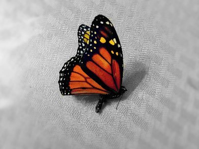 Rebecca95133495's profile picture. I'm a Library Science major taking Teaching/Learning in a Digital Environment this semester. That is what this Twitter account is for!