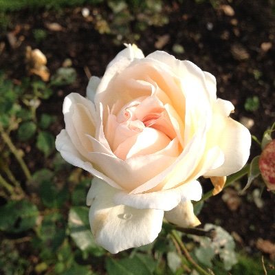 Comme est douce la fleur de sagesse qui réside dans tes paroles.