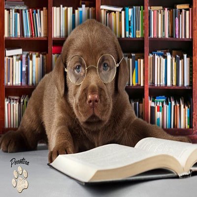 perrotura's profile picture. Disfruta de toda la 📰información para tu perro