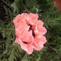 Theresa Byrne (@theresa_mbyrne) 's Twitter Profile Photo Theresa Byrne (@theresa_mbyrne) 's Twitter Profile Photo