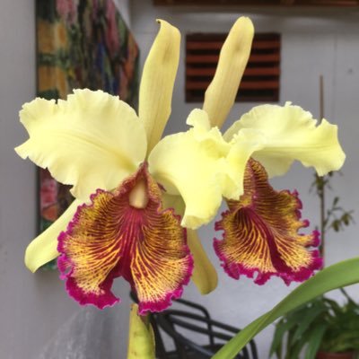 cultivo orquídeas @libiaorquideas