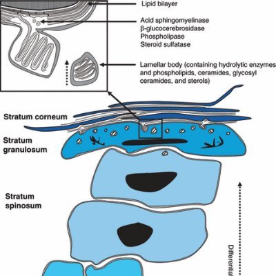 ExpDermatol