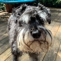 Wolfiesmum (@thehomehugger) 's Twitter Profile Photo Wolfiesmum (@thehomehugger) 's Twitter Profile Photo