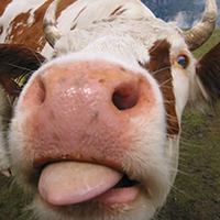 BubbleCow - Book Editing (@bubblecow) 's Twitter Profile
