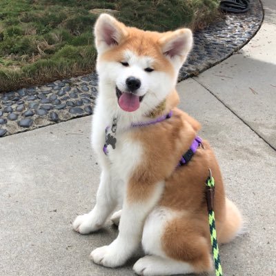 The official Twitter account for the Japanese Akitainu Club of America (JACA).