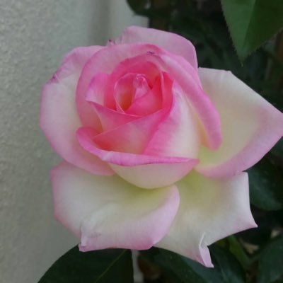 roseroserose99's profile picture. 