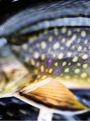 Fly fishing addict from the Smoky Mountains now scaring fish in upstate NY VT and ME. I share my fishing on my blog including reviews and all things trout.