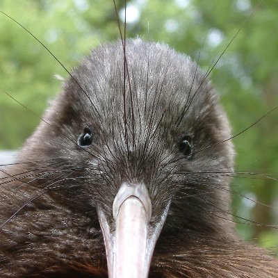 Union. Republican. Ngāti Pakeha. Polite most of the time. He/him