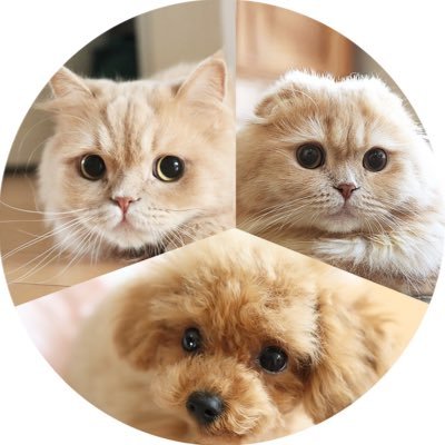 😽2016.5.15 ミヌエットのベルちゃん 🐱2018.3.21 スコティッシュのすずちゃん 🐶2019.7.18ティーカッププードルのリンドール 🌟お仕事のご連絡は@anicas_jp へ ※無言フォロー失礼します🙇‍♀️