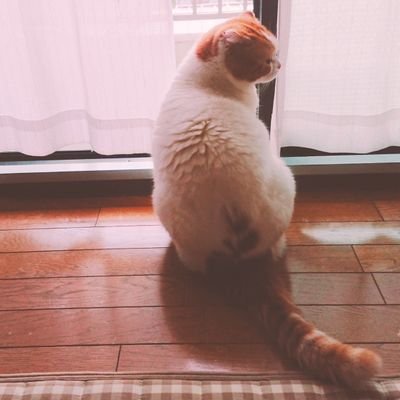 saorisさんのプロフィール画像