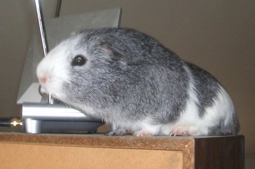 sdfrankowski's profile picture. Twitter is dead. Follow at https://t.co/55er289ko9 instead.