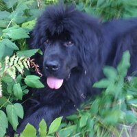 Vincent Stafford (@newfguy) 's Twitter Profile