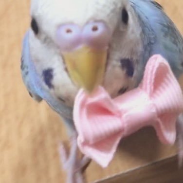 インコに癒しを求めて生きる冴えないアラサー女です(￣▽￣;) セキセイインコのなっちゃんを溺愛中🐥 なっちゃんは2019年11月生まれです！