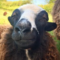The Smiling Sheep (@gwenogflock) 's Twitter Profile