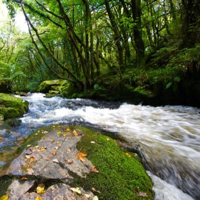 The FRA exists to protect the river Fowey & it’s Salmonoids through conservation & habitat restoration, by working with anglers, volunteers, SWW, the EA & WRT..