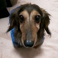 クラフト (@centurioncom3) 's Twitter Profile