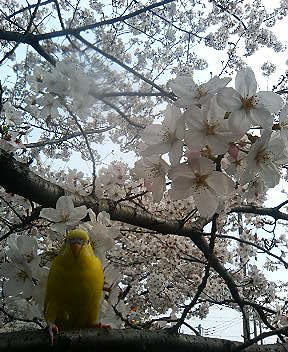 chiiiiiiiiii3's profile picture. 