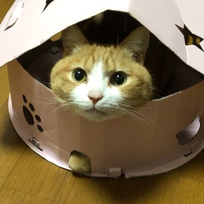 uBg3tA5OFRdyFQS's profile picture. KSDDですw基本にゃんこ＆生活垢、時々大量に推し活Ｐ💕愛猫ライム、ごま、飛鳥、🌈の橋:コロン、チビ太💕 椎名栞🥇💐🌹狸々みょん(宮坂美波)😻 金井舞菜😽天城*芹華原明日香桜坂ともみ坂井真彩白花悠卒業桜羽七翠🏆葉月あまね(雨音)💞ちおり🫶 星永しずく