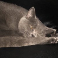 ラッキー (@99qjhepzpiowbkt) 's Twitter Profile