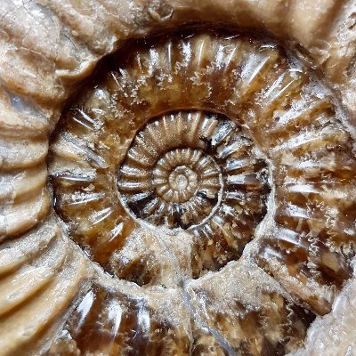 A project by the Jurassic Coast Trust to demonstrate the Outstanding Universal Value of Jurassic Coast fossils.