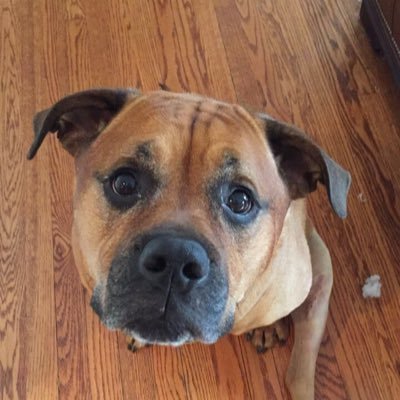 kd4syth's profile picture. wife, mother, puppy kisser, wine drinker