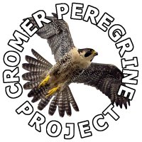 Cromer Peregrine Project(@CromerPeregrine) 's Twitter Profile Photo
