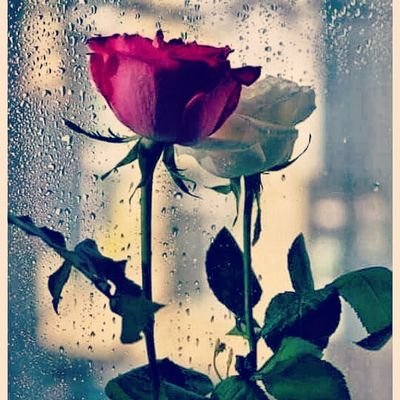 FilePhp's profile picture. احمد