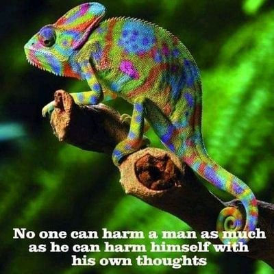 BDamcida's profile picture. Been Nigerian