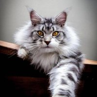 Gz4n Kedi (@ge4401) 's Twitter Profile Photo