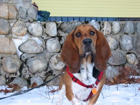 ktromp's profile picture. I like beans &amp; bassets.