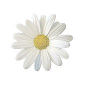Forever your Daisy(@LoveyourDaisy) 's Twitter Profile Photo