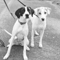 Lauren Domingos Roy (@ldomingosroy) 's Twitter Profile Photo