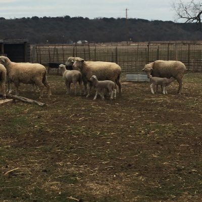 Rambouillet Sheep