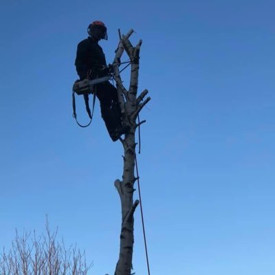 Local Service - Professional Tree Care
