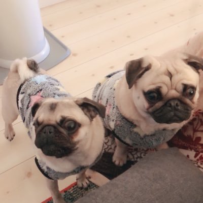 ラオウ 黒王 Keikoraou さん Twitter ラオウ 黒王 Keikoraou さん Twitter