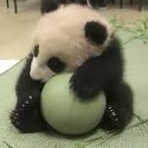 Dapanda12496430's profile picture. 