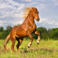 Josefina 🌳🌲🌲🌲🌲 (@lafundida) 's Twitter Profile Photo Josefina 🌳🌲🌲🌲🌲 (@lafundida) 's Twitter Profile Photo