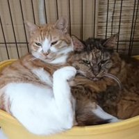 南砂 坂本鍼灸接骨院 (@isamuhouse) 's Twitter Profile