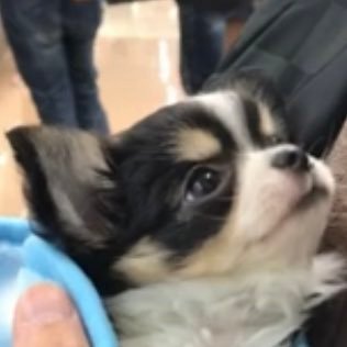 hCxUyst6dG5fJCg's profile picture. 2019年10月産まれ、子犬チワワ【レイ君】の成長日記です♪♪ YouTubeに動画上げてますのでよろしくお願いします！！ https://t.co/d9SGRPYLWf