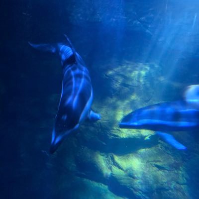 maegmishun's profile picture. 