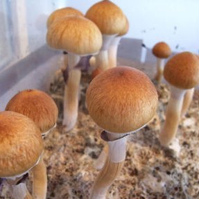 Follow if you would like daily content for #Psilocybe identification information. #Psilocybin containing #Mushrooms.

Learn how to easily #identify a Psilocybe!