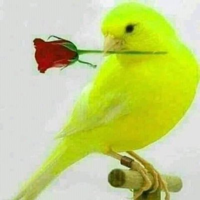 AngeDomercant's profile picture. 