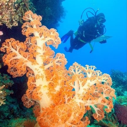 DanielaCeccare8's profile picture. Mother of 3 young men...
marine biologist...
yoga student...
making it up as I go