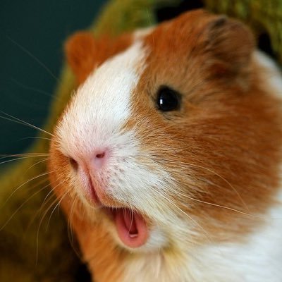 🧡오월👼さんのプロフィール画像