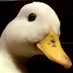 Nah (@vrfrbr) Twitter profile photo