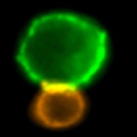 Iain Fraser Cytometry Centre (IFCC) (@ifcc_uoa) Twitter profile photo
