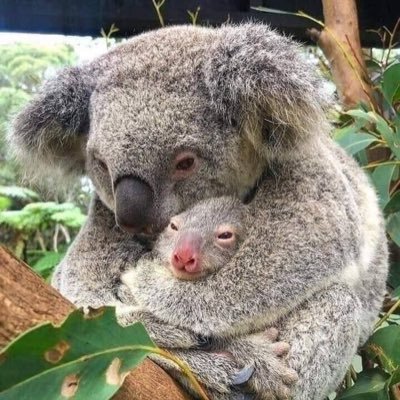 Lesbian, 50+, mother of 2, full time carer, Dr Who fan for ever, artist and lover of women.🇦🇺