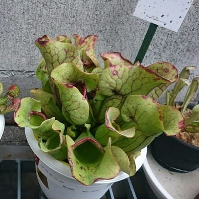 雑多なアカウントから植物関係を独立させました。食虫植物はサラセニア、ヘリアンフォラが好きです。多肉はガステリアとハオルチア中心にやってますー！